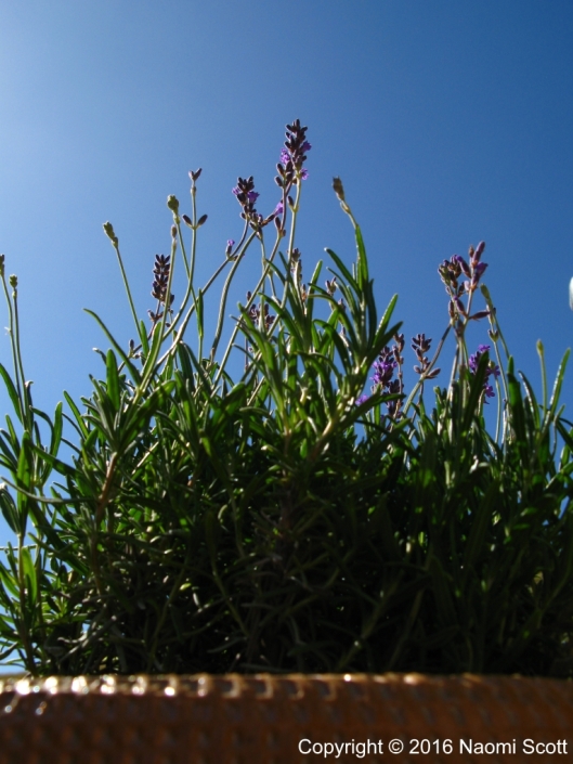 lavendel-lavendula-angustifolia-munstead