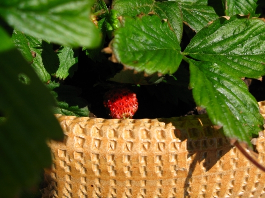 wald-erdbeere-fragaria-vesca